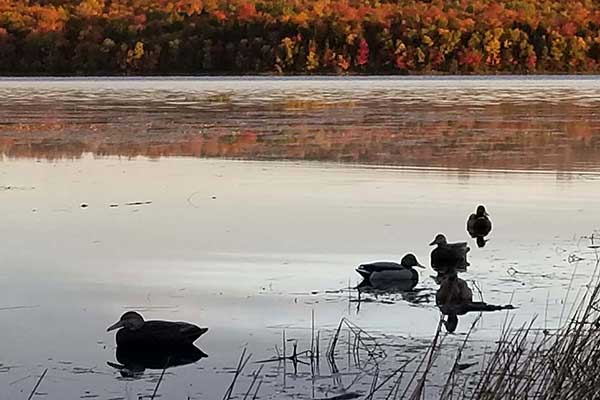 Ducks in a pond
